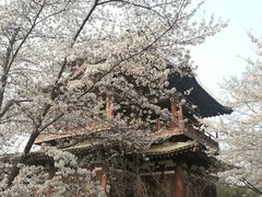 -西安青龙寺遗址景区
