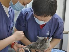 -伟伟宠物医院·CT影像中心·瑞派犬猫综合性门诊(汉口总院)