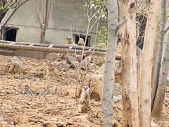 -石家庄市动物园