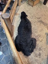 -Zoolung Zoolung动物主题公园(海信广场店)