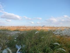 -春花秋色城市公园