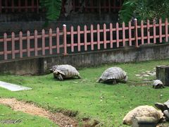 -广东惠东海龟国家级自然保护区