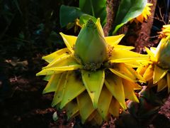 -正佳雨林生态植物园