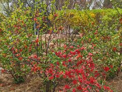 -济南国际园博园