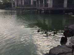 湖中天鹅-上海怡沁园度假酒店