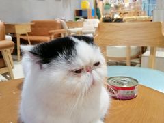 -藏猫猫咖啡主题馆(中央大道店)
