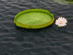 -荷塘月色湿地公园·向阳花洲