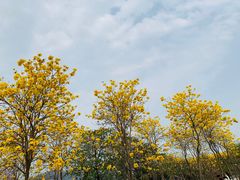 -天适樱花悠乐园