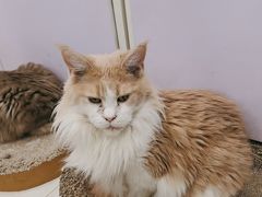 -喵的天空名猫咖啡馆·撸猫·猫舍·用品