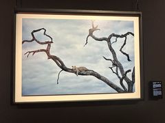 -罗红摄影艺术馆