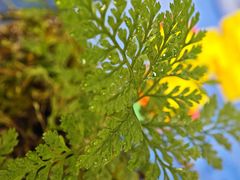 -万象影城(石家庄万象城IMAX激光店)