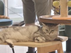 -平行世界·猫咖(首经贸店)