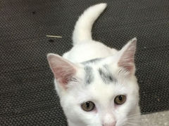 店内迷你小猫太Q了，很干净的毛-春和面馆(常德路店)