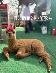 -萌宠亲子动物乐园(槐房万达店)