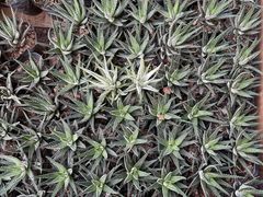 -海吉星国际农产品物流管理有限公司