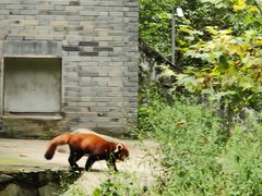 -中国大熊猫保护研究中心雅安碧峰峡基地