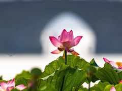 -视界美食自助餐厅·石家庄希尔顿酒店