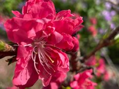 -上海滨江森林公园