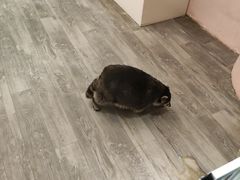 -浣熊柯尔鸭土拨鼠·电玩咖
