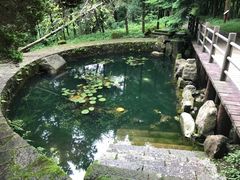 -天目山大树王景区