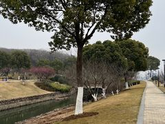 -羊山湖公园