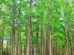 -上海共青森林公园