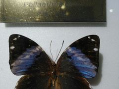 -上海昆虫博物馆