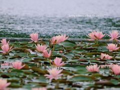 -白鹭湾湿地公园