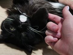 -猫腻·猫咖·撸猫馆(星光大道店)