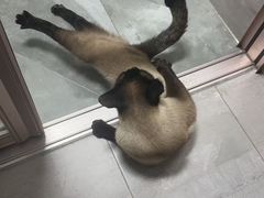 -派特宠物医院(圆融广场店)