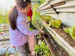-大自然农场蔬菜草莓采摘园