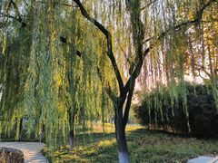 -石家庄市植物园