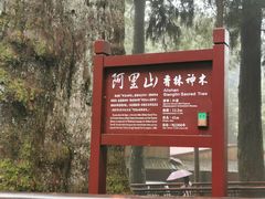-阿里山神木遗迹