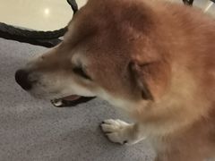 -喜柴咖啡·柴犬狗咖