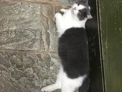 -猫咪博物馆(顶澳仔猫街店)