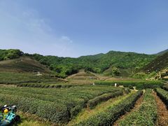 -龙坞茶村