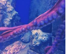 -成都浩海立方海洋公园