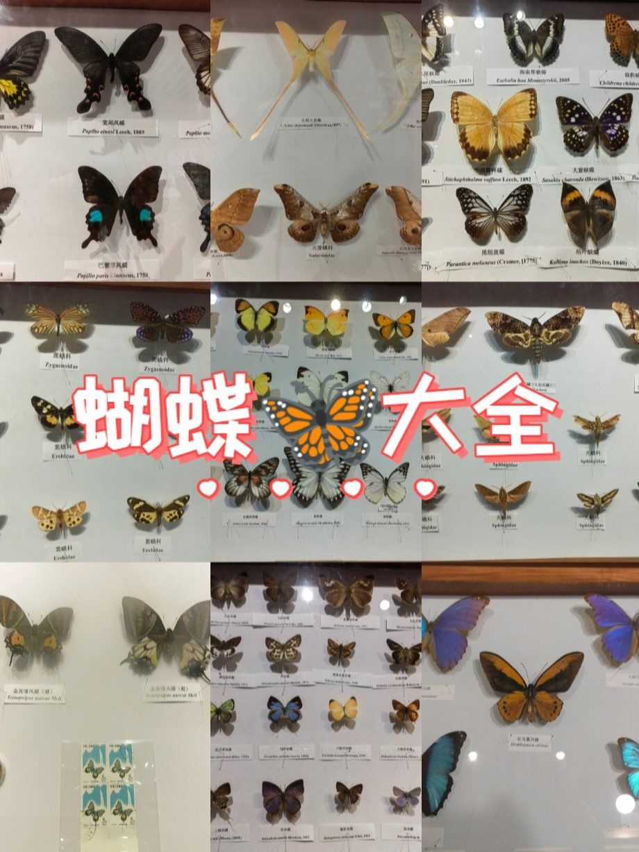 蝴蝶🦋大全