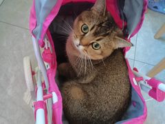 -北京恒爱动物医院(清景园分院)