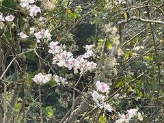 -野象谷景区
