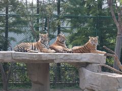 -上海野生动物园老虎餐厅