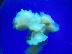 -江和美海洋公园