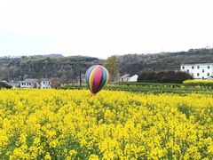 -桑洲油菜花景区