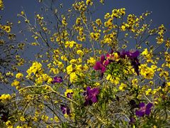 -南国桃园旅游度假区