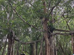 -中国科学院西双版纳热带植物园