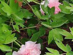 -洛阳市隋唐城遗址植物园