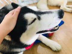 -Husky Go! 哈士奇体验馆·宠物咖啡厅狗咖