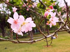 -顺峰山公园