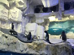 -华夏文旅海洋公园