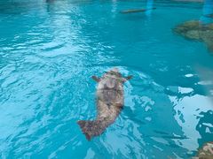 -海合安成都极地海洋公园